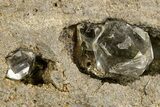 Herkimer Diamonds in Matrix - The Ace of Diamonds Mine, New York #324506-1